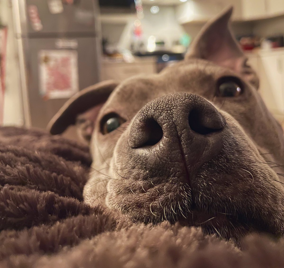 Luci the Pittie🐾 tweet media