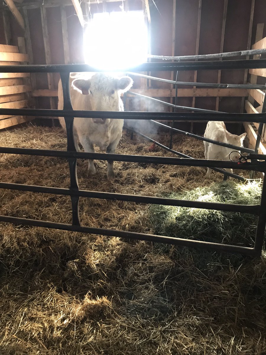 Stach Farms Charolais,Karen Stach tweet media