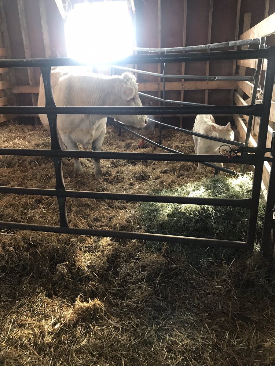 Stach Farms Charolais,Karen Stach tweet media