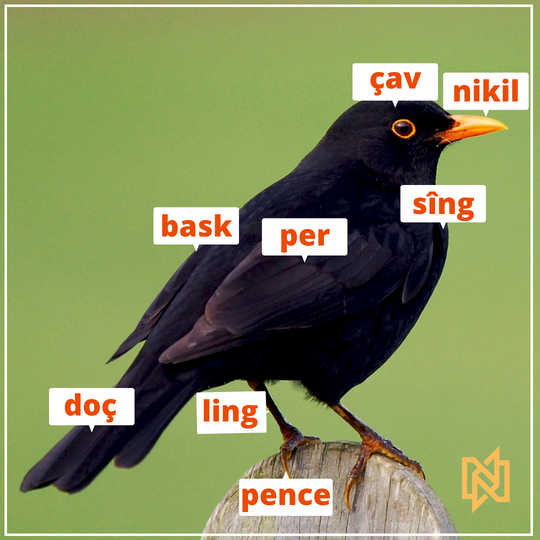 NasName21's tweet photo. bask: wing
çav: eye
doç: tail
ling: leg
nikil: beak
pence: claw
per: feather
sîng: breast

NasName © 2022

#kurdî #kurdish #kurdisch #learnkurdish #learnkurdishvocab #SpeakKurdish #zimanêkurdî #ziman #nasname2020 #kurmancî #zimanêdayikê #languagematters #kurdishlanguagematters https://t.co/rtlPRi1lxJ