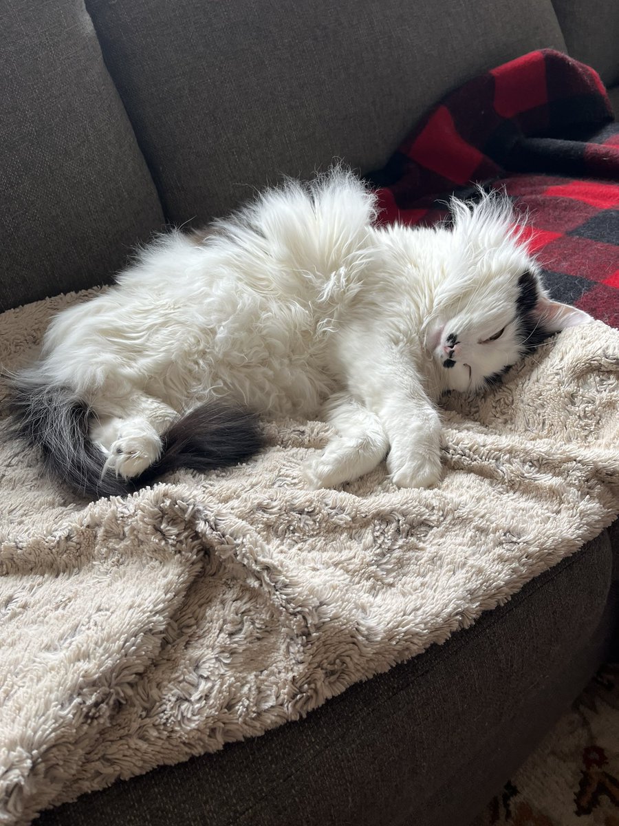 TazTheDevilCat's tweet photo. I have a lot of static electricity in my fur during this dry winter weather! #floof #floofmeister #CatsOnTwitter #catsofTwitter https://t.co/JkaldIOlUz