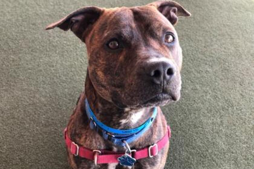 CapaKalashxoxo's tweet photo. Oh my god, someone go get this doggo!
He keeps getting passed up in the kennel bc he gets nervous and anxious in that environment.๐ญ
His adoption paperwork has already been paid for, all he needs is a forever home, and just LOOK AT THAT FACE.๐ฅน
https://t.co/byFnwBWnae https://t.co/7bfnyNSwqR