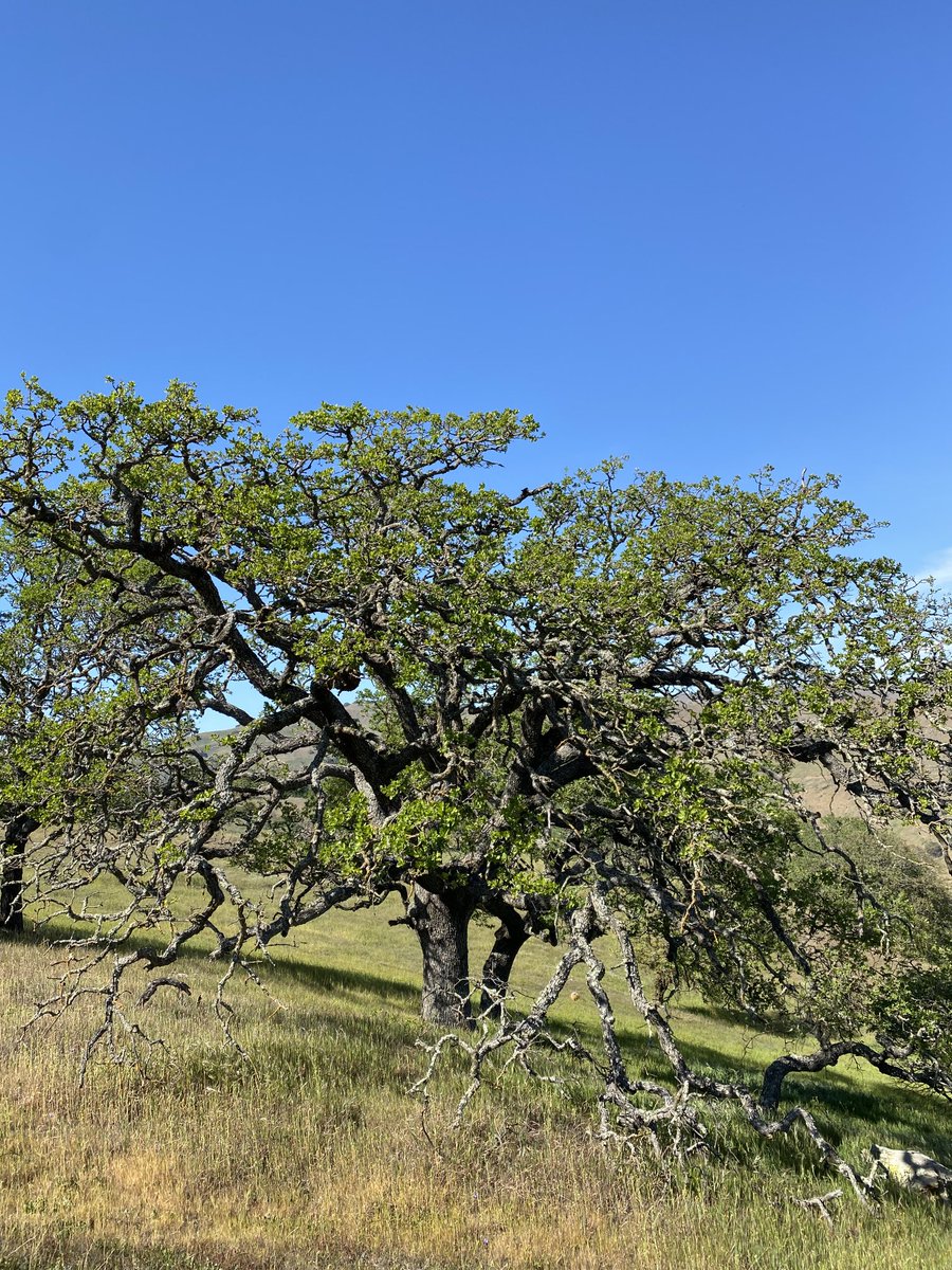 JoeDelBosque's tweet photo. California Coast Range at its best in the spring. Wish the rains hadn’t stopped. #CAdrought #California #CaliforniaPoppies #CaliforniaStateFlower #CaliforniaCoastRange #PachecoPass https://t.co/h33ZcSmsHl