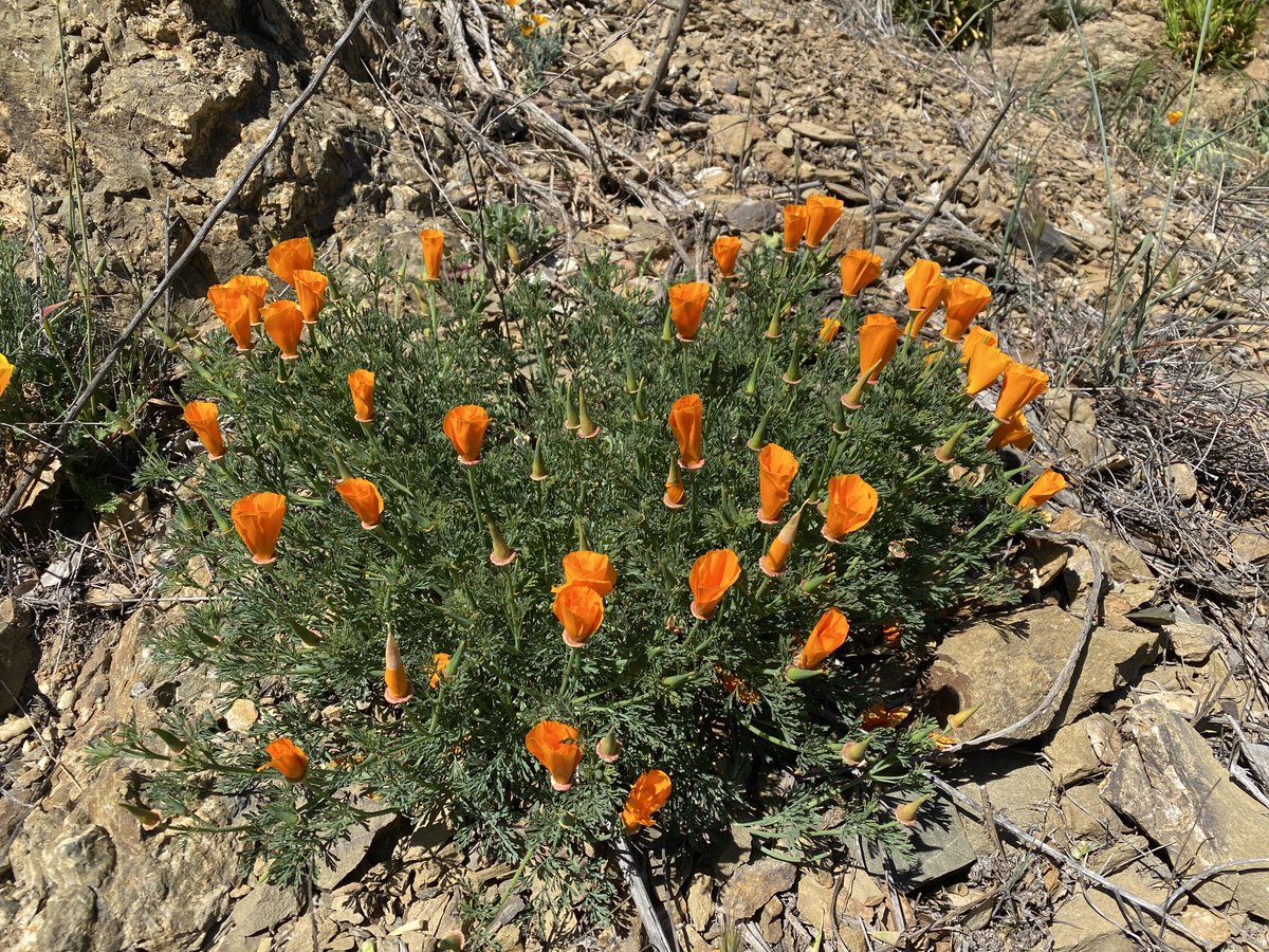 JoeDelBosque's tweet photo. California Coast Range at its best in the spring. Wish the rains hadn’t stopped. #CAdrought #California #CaliforniaPoppies #CaliforniaStateFlower #CaliforniaCoastRange #PachecoPass https://t.co/h33ZcSmsHl