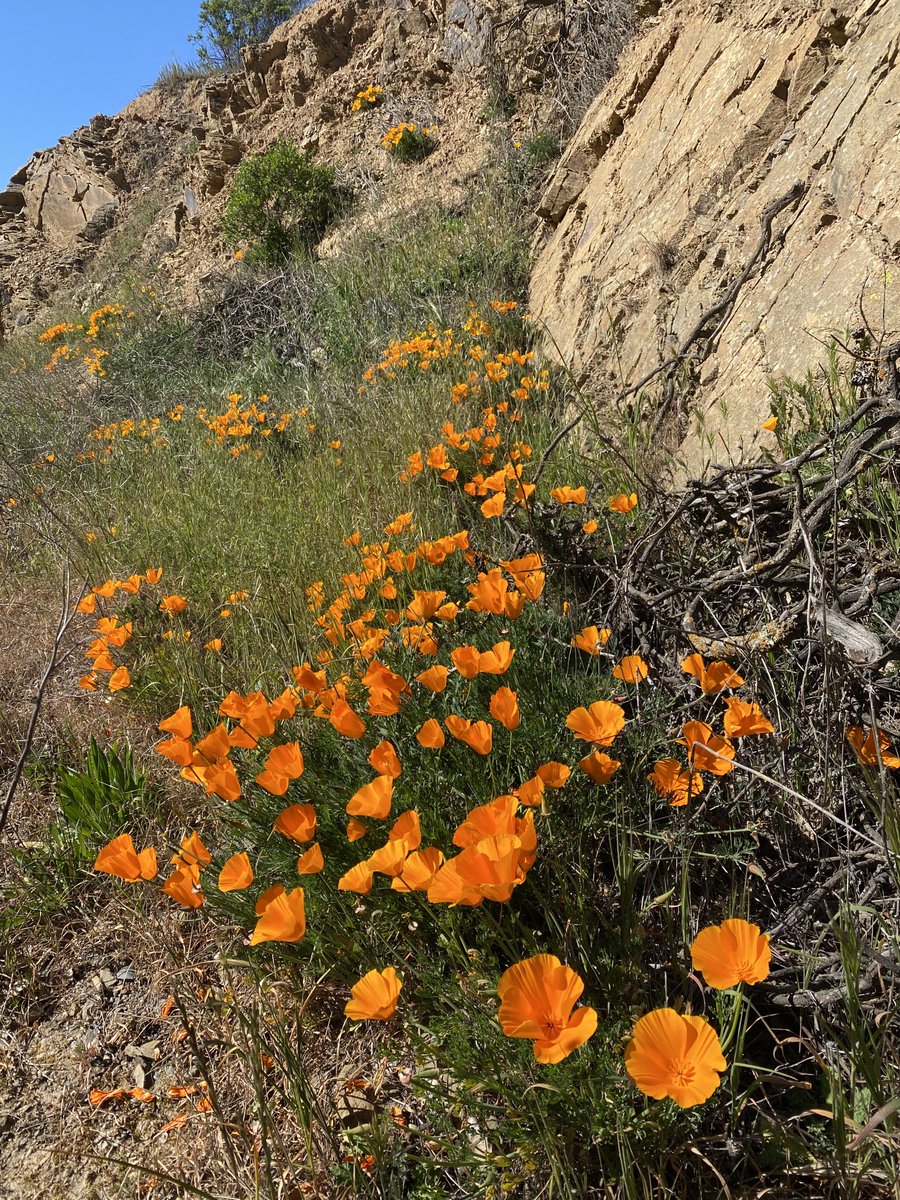 JoeDelBosque's tweet photo. California Coast Range at its best in the spring. Wish the rains hadn’t stopped. #CAdrought #California #CaliforniaPoppies #CaliforniaStateFlower #CaliforniaCoastRange #PachecoPass https://t.co/h33ZcSmsHl