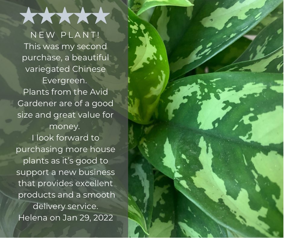 avid_gardener's tweet photo. So good to hear such great feedback 👍🏻👏🏻 #onehappyclient #houseplants #houseplantsuk #houseplantsdorset #houseplantcommunity #plantlover #plantwitter https://t.co/tC347BfbaX
