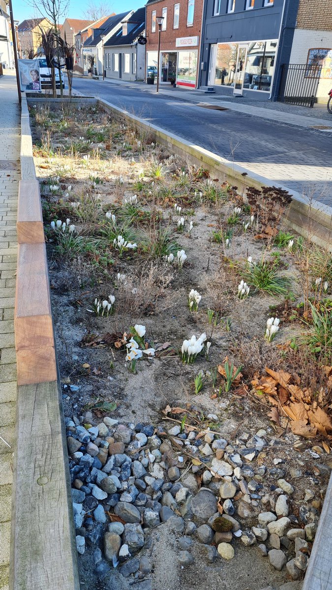 Nanukchen's tweet photo. Had a lil walk in #Otterup today. Saw this snake and that guy...better not look too close 🙈. And nice crocusses blooming in the streets! https://t.co/M75bQLExGg