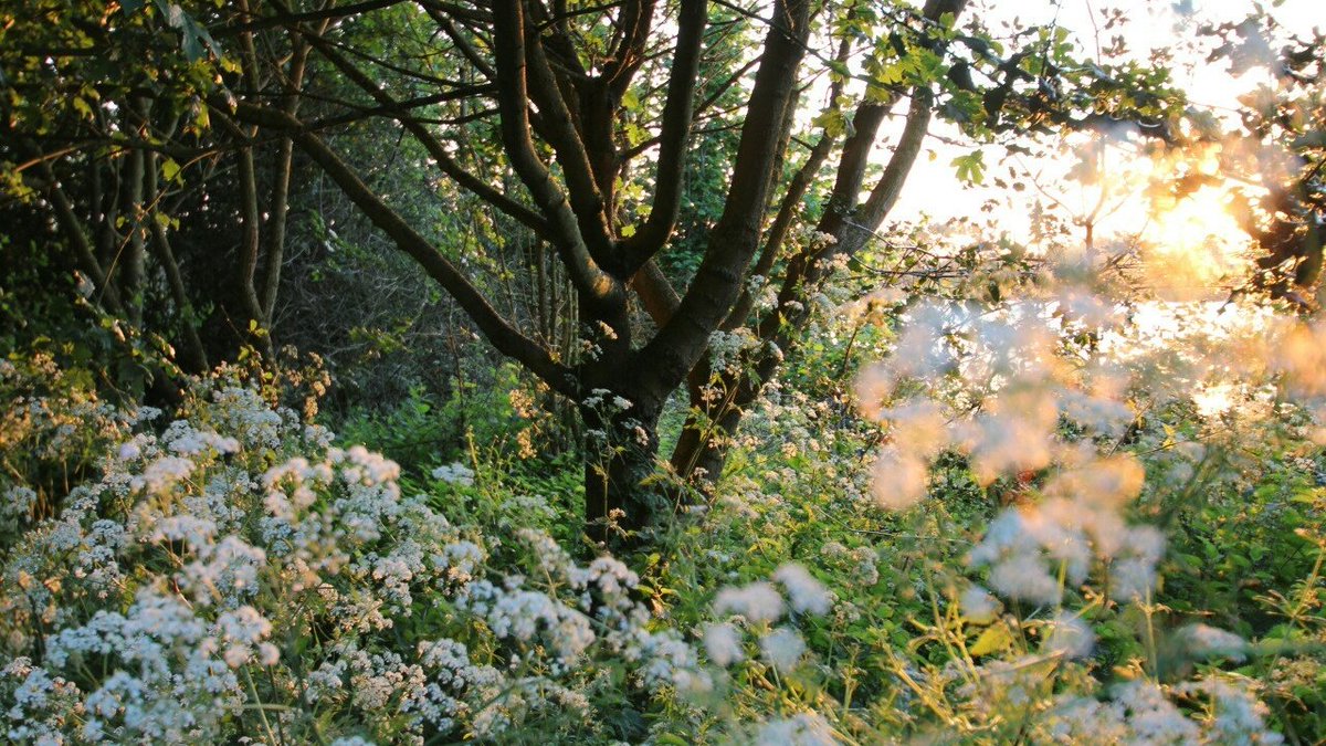 orien (@ladyoforien) on Twitter photo 