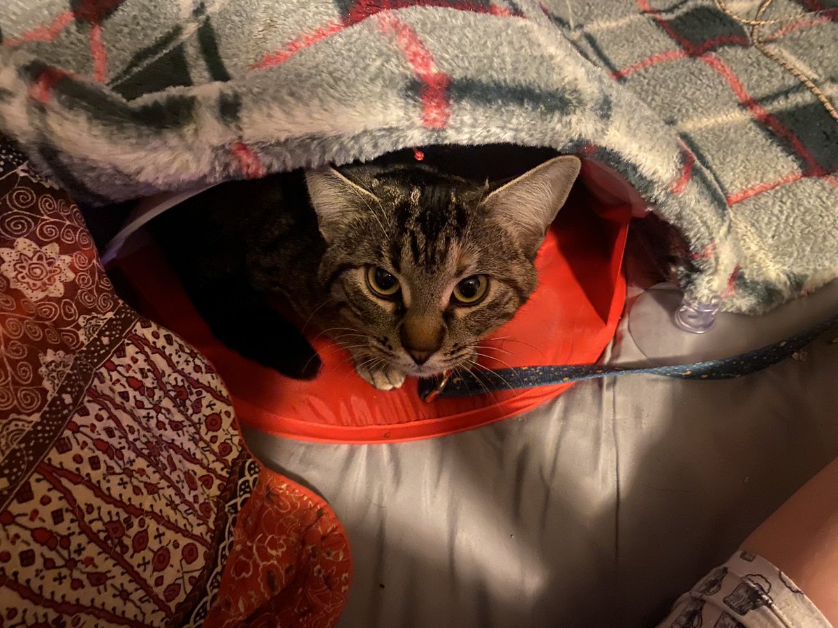 kolokythas_'s tweet photo. my cat owns more things than i do and it is entirely HER fault. shes too cute. https://t.co/zOS2KLjOqW