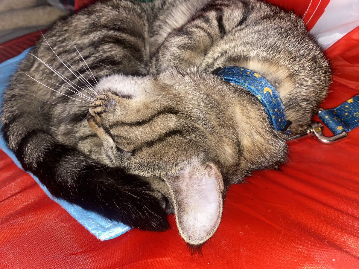 kolokythas_'s tweet photo. my cat owns more things than i do and it is entirely HER fault. shes too cute. https://t.co/zOS2KLjOqW