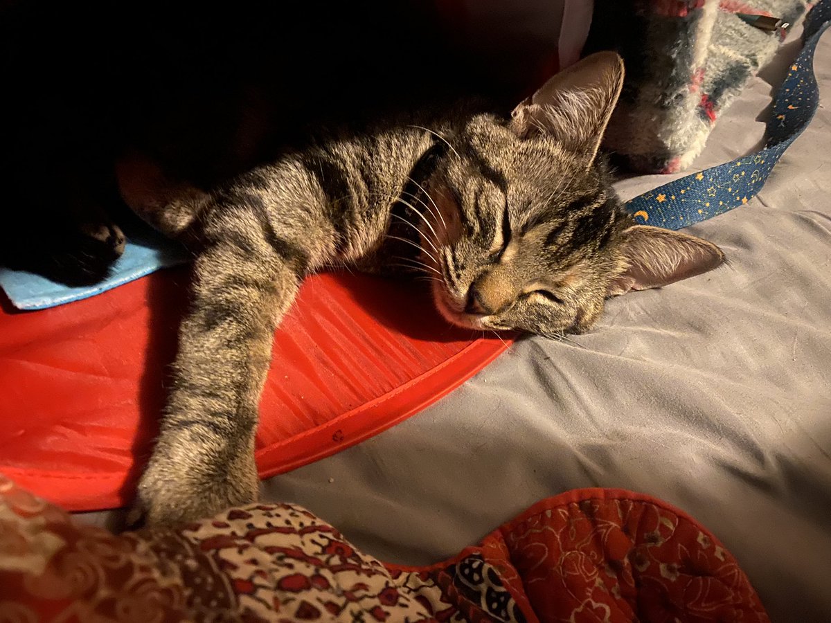 kolokythas_'s tweet photo. my cat owns more things than i do and it is entirely HER fault. shes too cute. https://t.co/zOS2KLjOqW