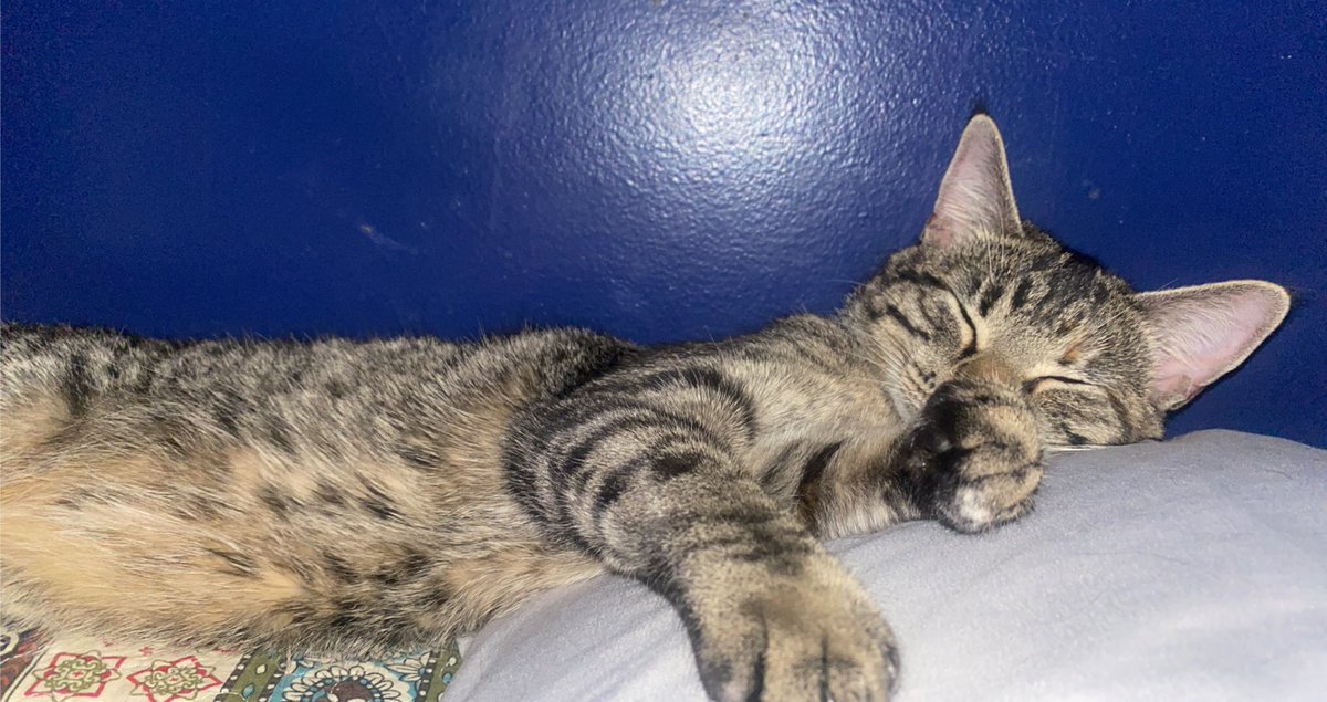 kolokythas_'s tweet photo. my cat owns more things than i do and it is entirely HER fault. shes too cute. https://t.co/zOS2KLjOqW