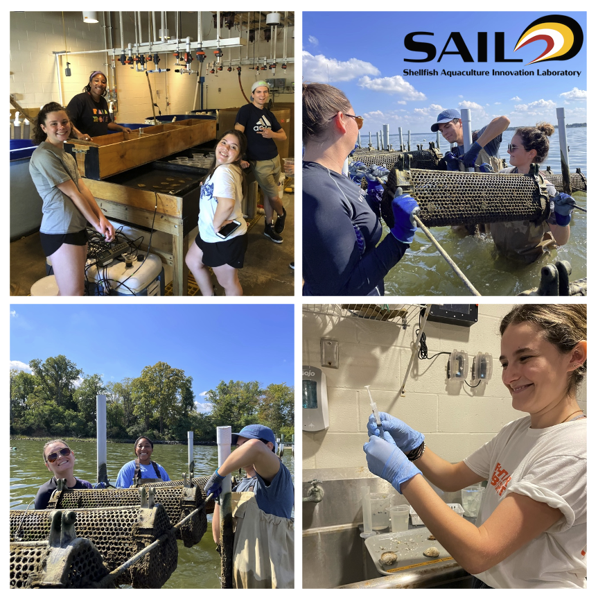 soggy_biologist's tweet photo. The Shellfish Aquaculture Innovation Lab (SAIL) at Horn Point Lab is looking for undergraduate/recent grads #interns interested in #shellfish #aquaculture for this summer. Salary &amp; housing on campus included!

https://t.co/YqMolFKP4W

#internship #oysters https://t.co/G7OWgR7U6t