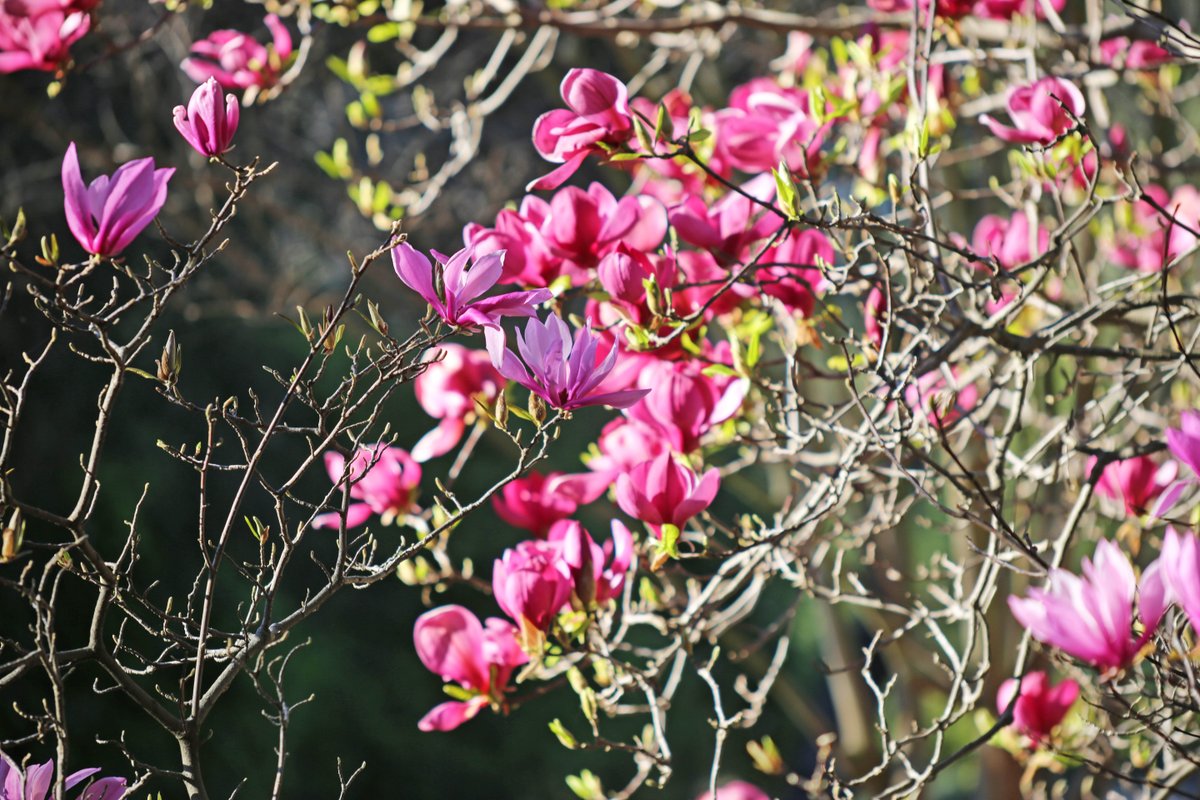 DescansoGardens's tweet photo. 'Susan' and 'Rustica Rubra' #magnolias are in beautiful bloom near #CenterCircle. Follow us for updates as more #spring blooms start to flower in the garden 🌼 #ExploreDescanso https://t.co/SqW6Ju6Pdl
