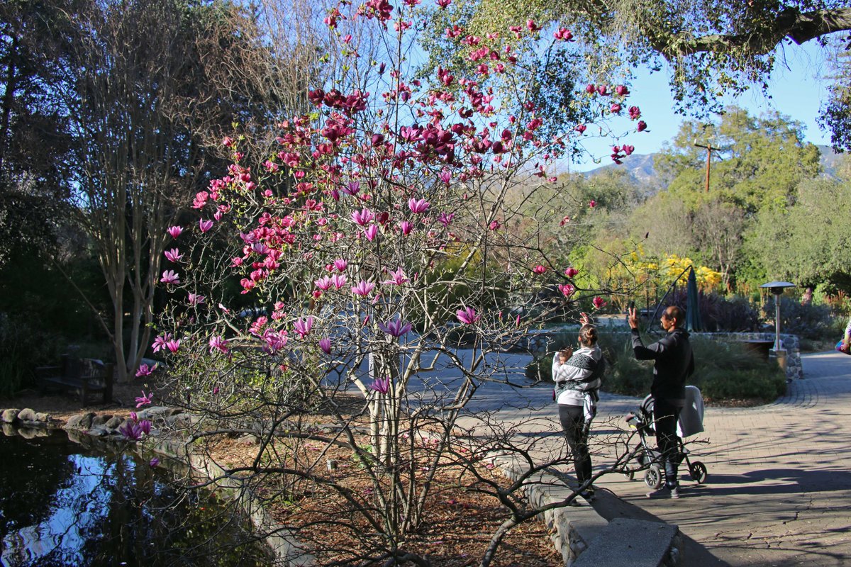DescansoGardens's tweet photo. 'Susan' and 'Rustica Rubra' #magnolias are in beautiful bloom near #CenterCircle. Follow us for updates as more #spring blooms start to flower in the garden 🌼 #ExploreDescanso https://t.co/SqW6Ju6Pdl
