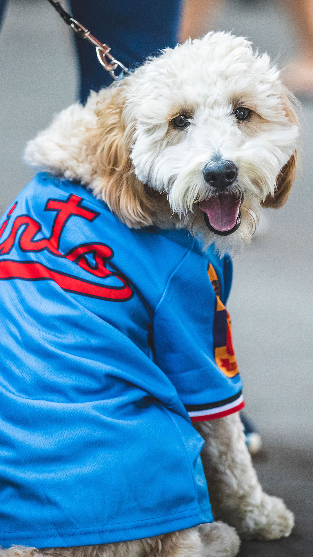 New York Rangers Pet Jersey - Large