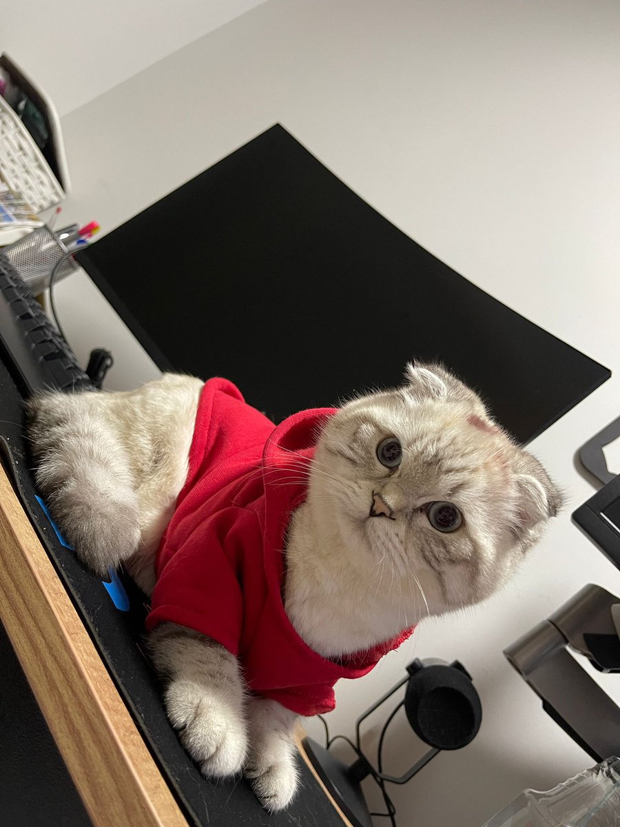 Mustafa_Krcaa's tweet photo. Cosmo😀 #kedi #киса https://t.co/AeMqD8ZGup