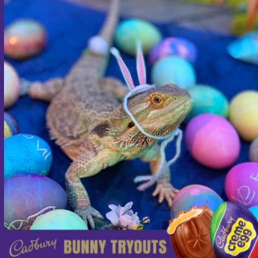 Kent, this is IMPORTANT! Vote for Kent's CHEETO PUFF THE MAGIC DRAGON to be the next Cadbury Bunny! 🦎 #CadburyBunnyTryouts #Contest 
🐰 bunnytryouts.cadburyusa.com