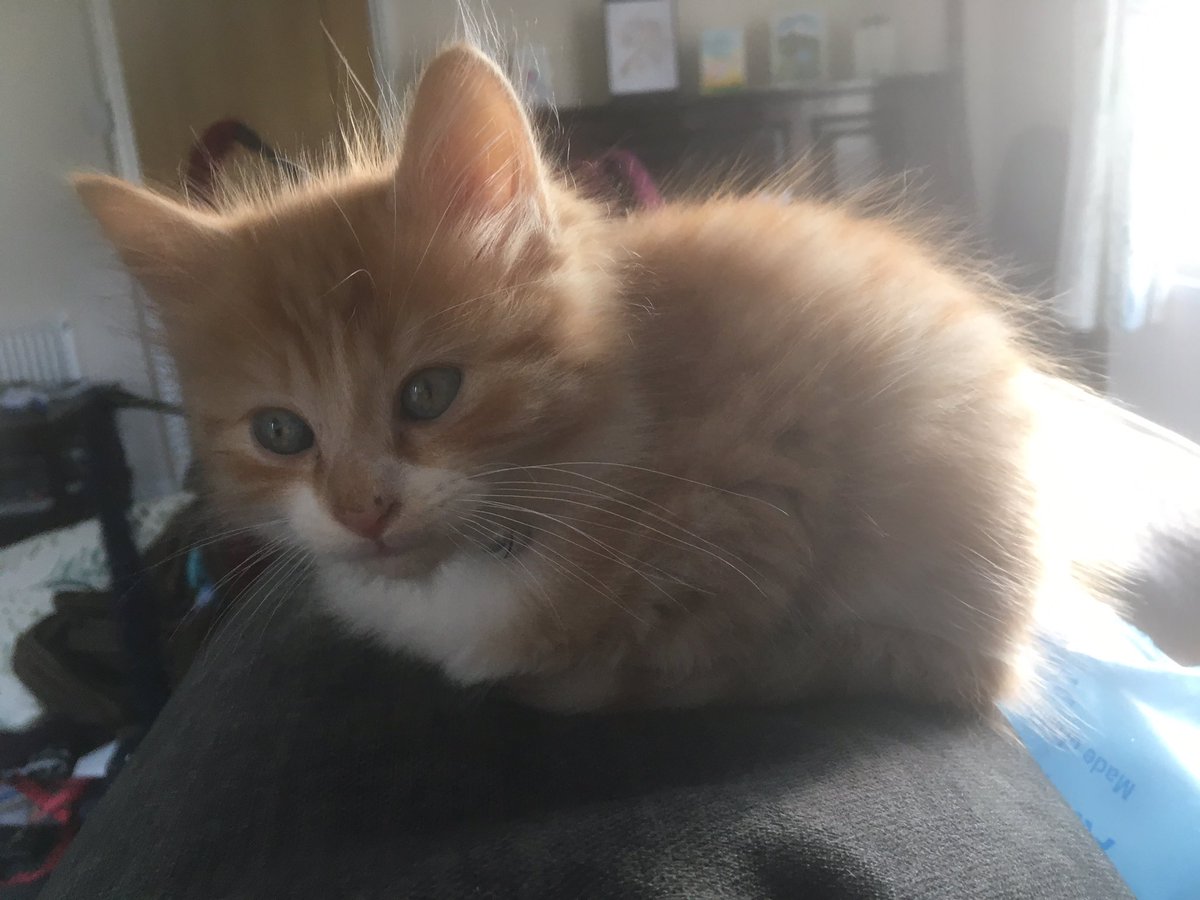 So we had to take JJ to the vet today. He is a bit underweight and we have more worming treatment and plain food (which he loves). He had a bottom shave too - didn’t like that but at all. He was so good.