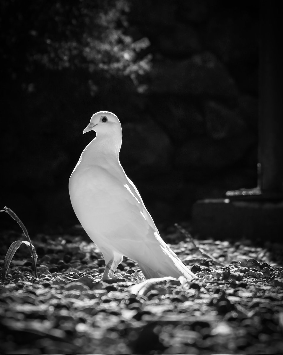 slaicom's tweet photo. TIME OF PEACE 🕊
0.029 #BNB
➡️https://t.co/OijhqaYOuv 
symbol of peace since biblical times, it is time to recover that peace and that there are only tanks throwing flowers and exploding with happiness
#NFTGiveaway #nftphotography #nftphotographer #NFTCuba #nftart https://t.co/idXGcrHwCq