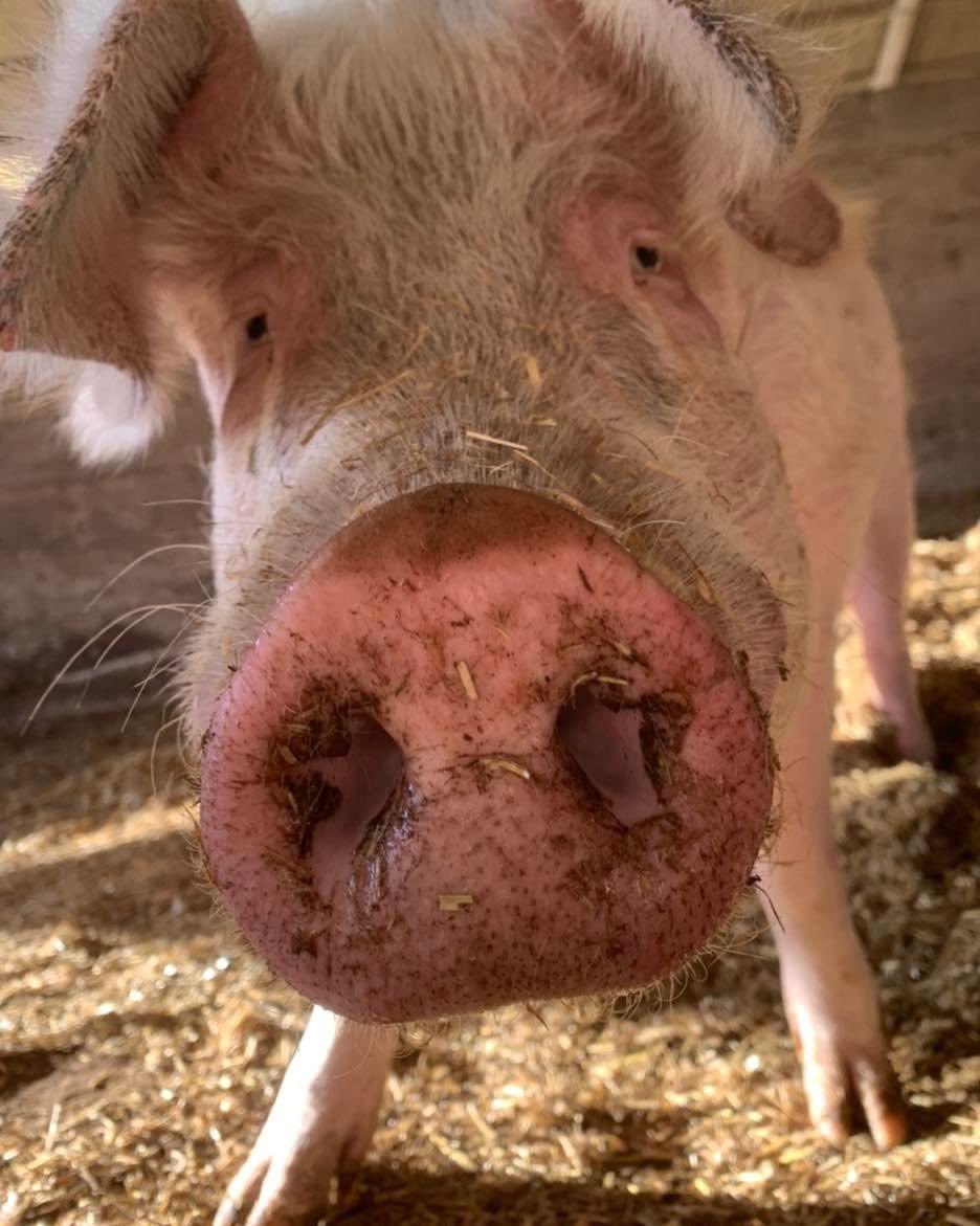 FootprintsAnim1's tweet photo. Gilbert looked a bit sad when I told him there was a night out but he couldn’t come 🙈

But you can! 🥰

Join us on 18th April at 18:30 for a vegan Indian buffet. 

All profits will go to buying materials we need to build more enclosures. 

https://t.co/HptNeNbu1H https://t.co/I7L3EGJpaC
