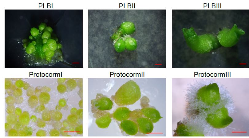 PlantPhys's tweet photo. Co-option of the SHOOT MERISTEMLESS network regulates protocorm-like body development in Phalaenopsis aphrodite (Su-Chiung Fang, Jhun-Chen Chen, Pou-Yi Chang, Hsiang-Yin Lin) #PlantSci https://t.co/t19jAAHpCY https://t.co/GR9nn9ppBX