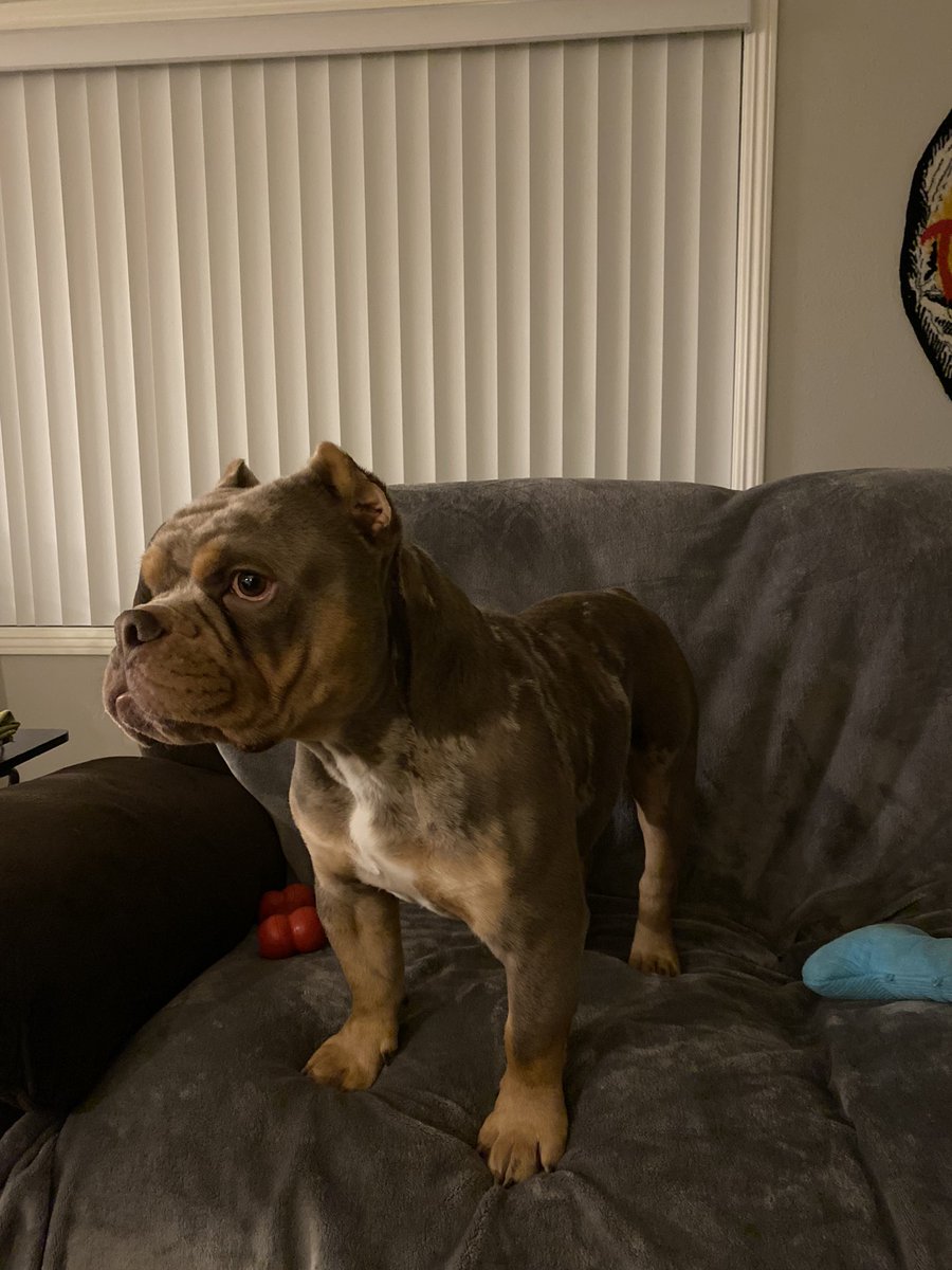 provokative_'s tweet photo. I have a dog now https://t.co/HD4vW2Ih1p