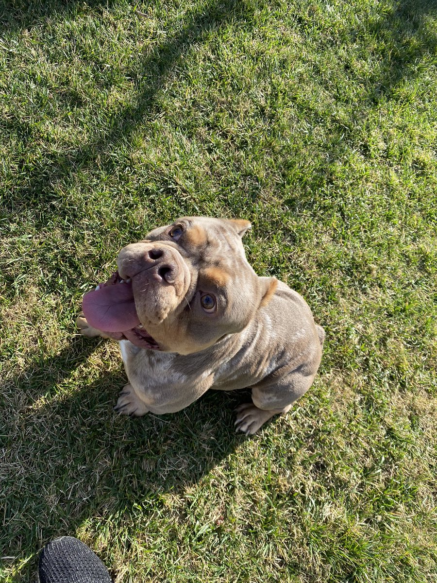 provokative_'s tweet photo. I have a dog now https://t.co/HD4vW2Ih1p
