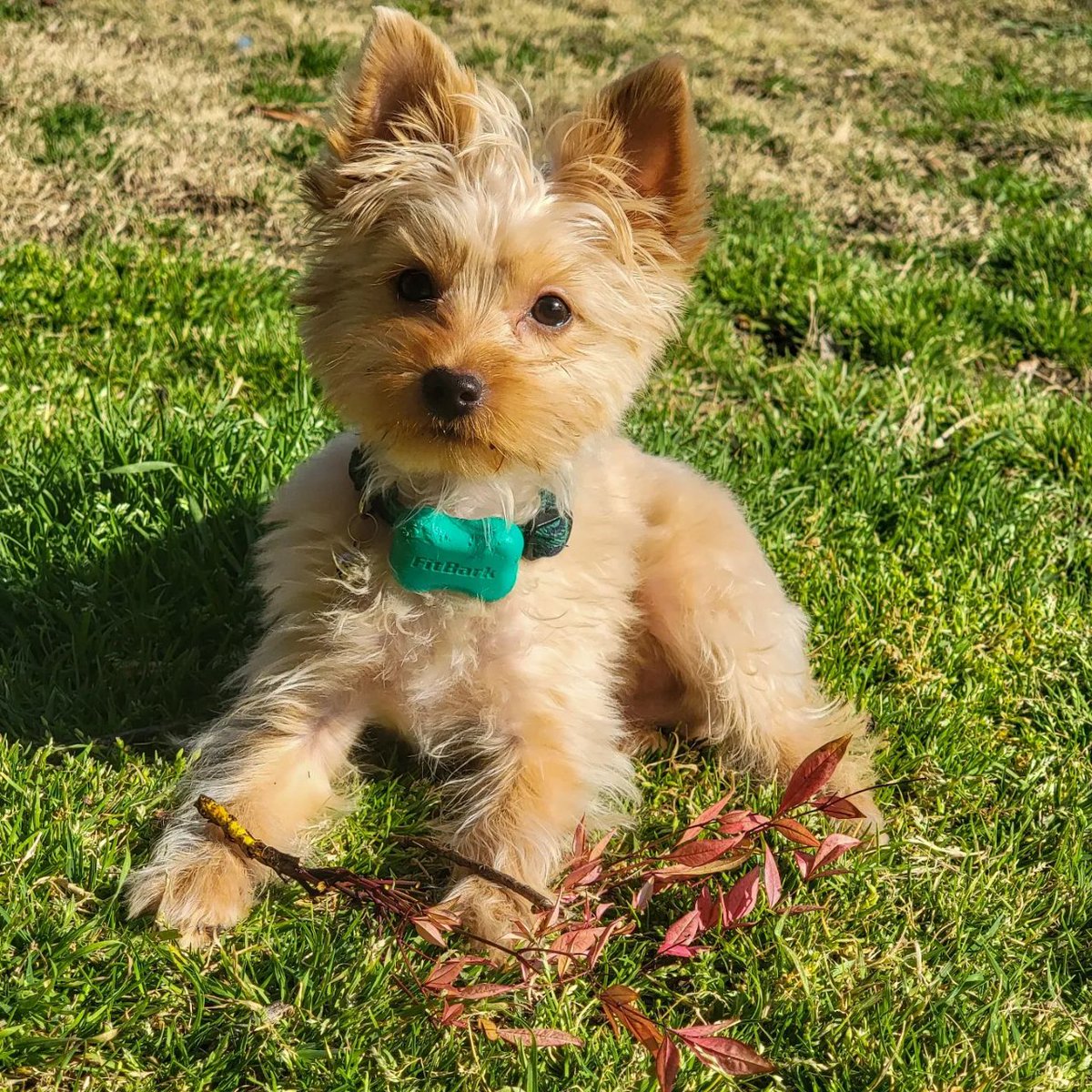 FitBark's tweet photo. Have you hit your steps today?
#yorkie #yorkshireterrier #golddust #golddustyorkshireterrier #yorkiesofinstagram #fitbark 📷: @the.pawvilion https://t.co/X7MB3vYcxd