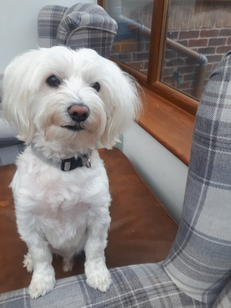 clarezings's tweet photo. He didn't pee on my mat today so he's asking for treats! Aww go on then #pupperoni #dogsoftwitter ๐ถ https://t.co/qJlMAK9Aks