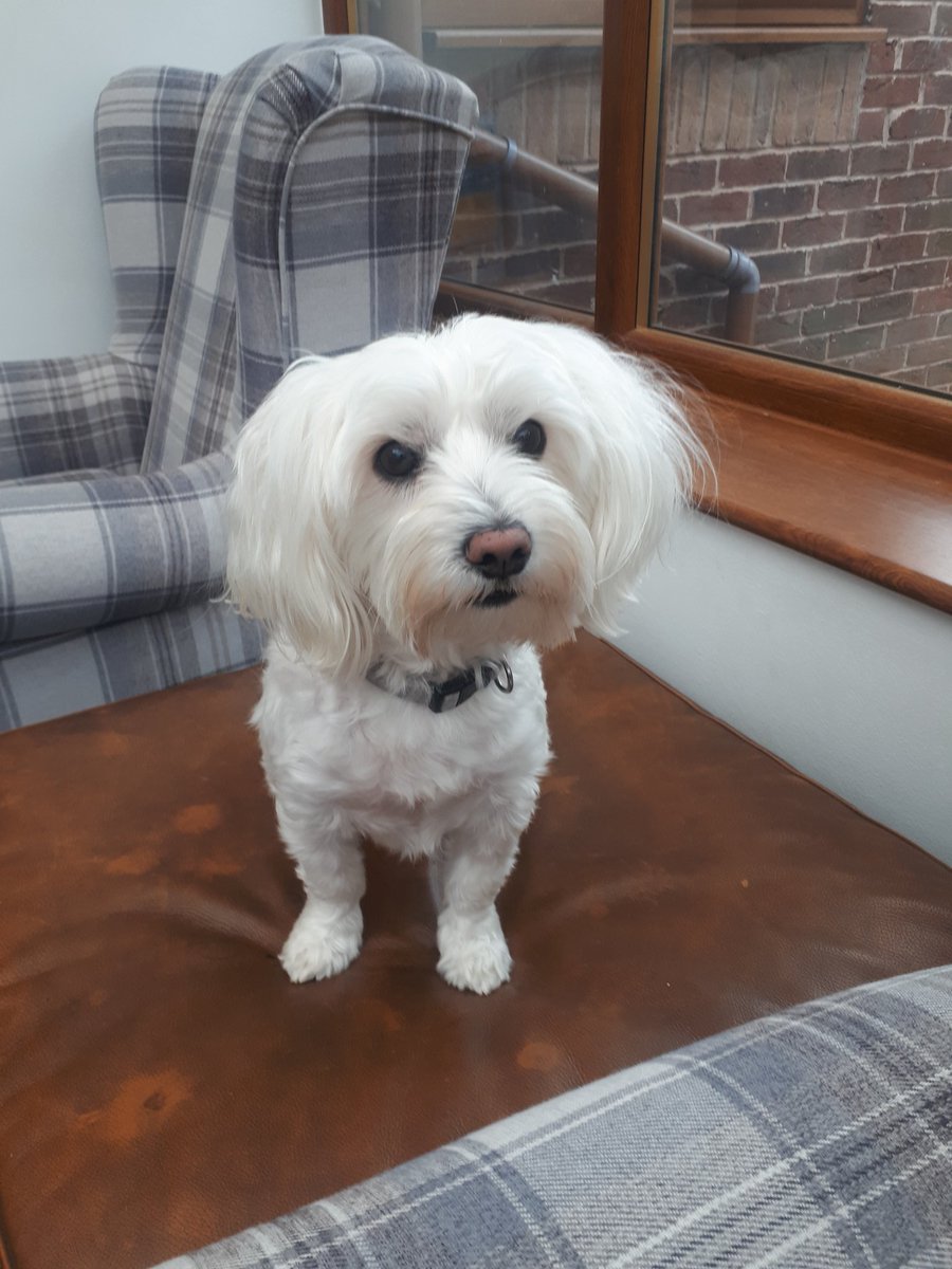 clarezings's tweet photo. He didn't pee on my mat today so he's asking for treats! Aww go on then #pupperoni #dogsoftwitter ๐ถ https://t.co/qJlMAK9Aks