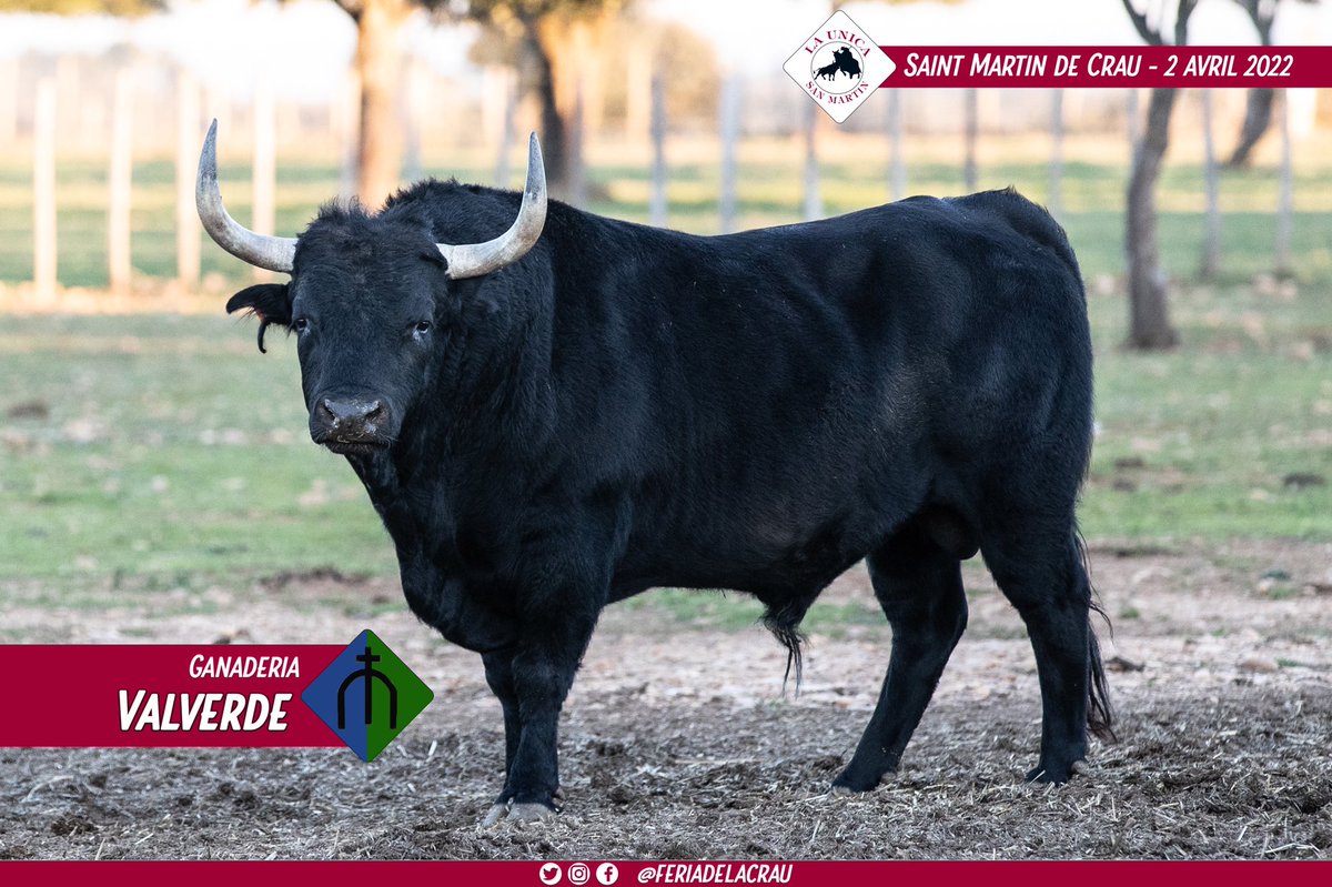 TendidoOnze's tweet photo. #SaintMartindeCrau 🇫🇷 | “Servicioso“ n°17 del hierro de @cura_valverde para la corrida concurso de Saint Martin de Crau el 2 de Abril. Será lidiado por Alberto Lamelas.

📸 @Justine_Messina https://t.co/hyLuGyHtvz
