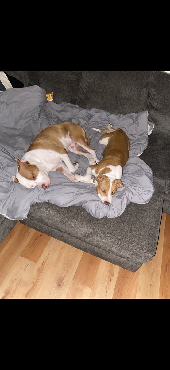 Post lunch nap on the couch🐶 we had a little grilled chicken with our usual food. Did you have anything special?