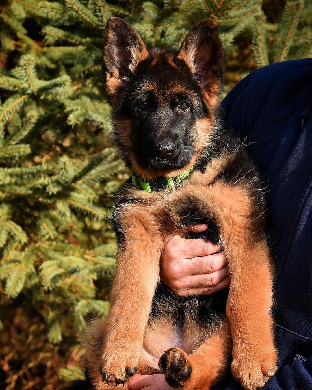 German Shepherd on Twitter: German Shepherd on Twitter: