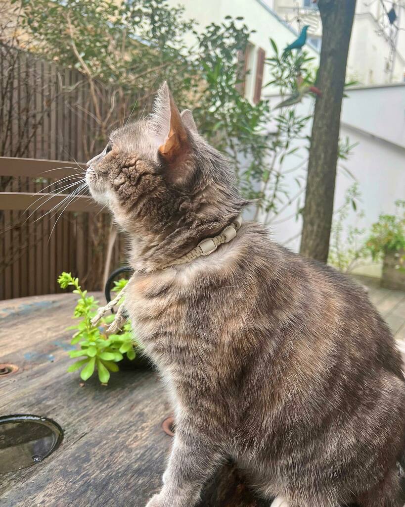 Aujourd’hui on vous présente les Cera’nimo 2.0 🐕

La nouveauté ? Le cordon en fibre de chanvre qui rendra le collier super résistant ! 🪢

De plus, avec ses propriétés antifongiques et anti-bactériennes, le chanvre diminue le développement des odeurs ☝🏼

🐈‍⬛ Ce collier protèg…