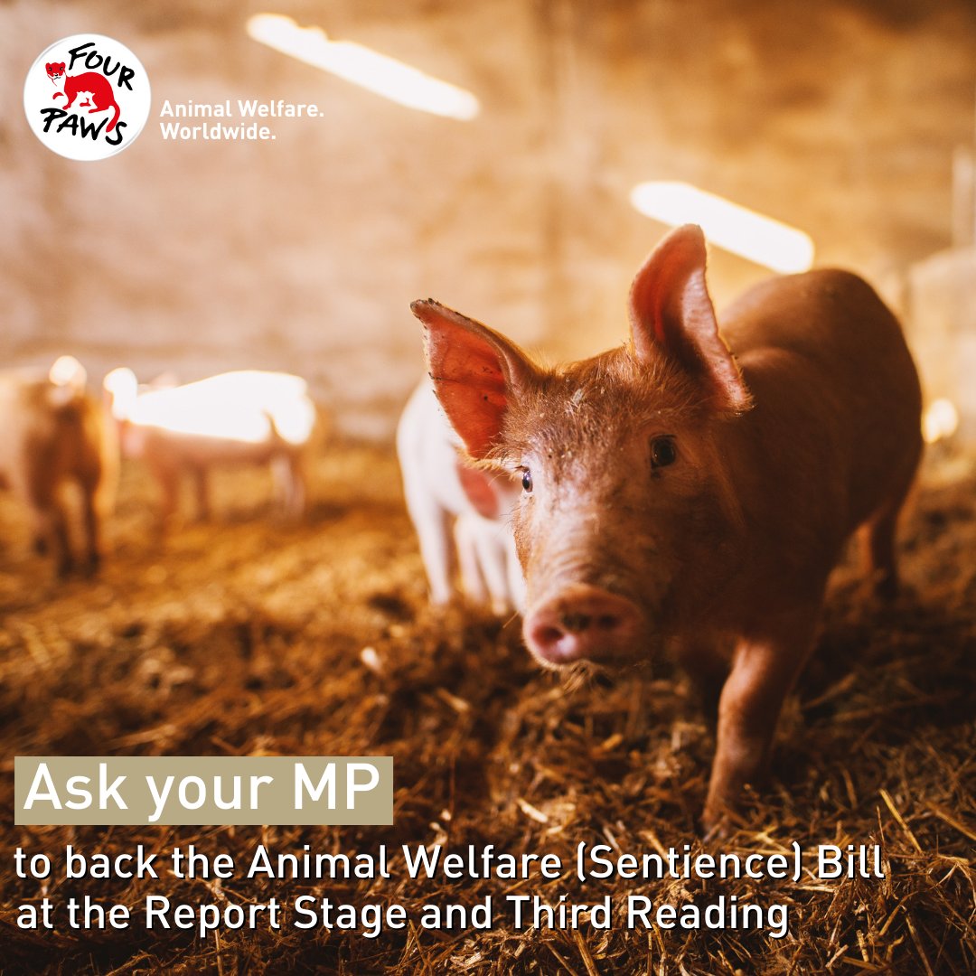 FOURPAWSUK's tweet photo. The Sentience Bill is back in Parliament next week for the Report Stage and Third Reading. 

MPs will have another chance to debate and amend the Bill and we need to ensure it remains as strong as possible for animals. 

Ask your MP to #SupportSentience: https://t.co/P1q6748KZd https://t.co/lRFLyTgEIE