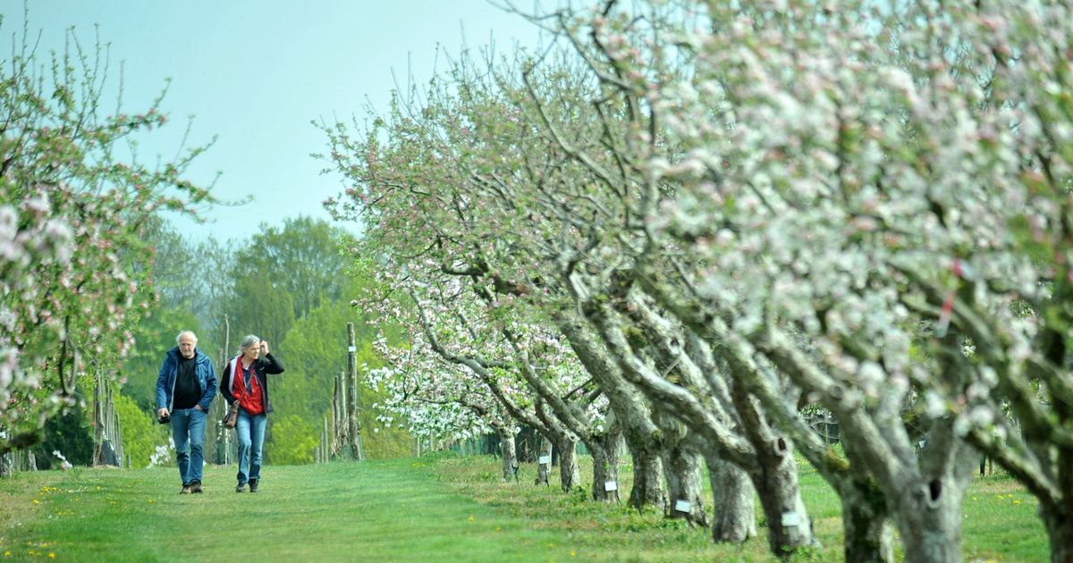 ArbourCare's tweet image. The magical cherry blossom walk in Surrey you need to go on this spring: ow.ly/SUSQ50IbUKY #cherryblosssom #whatsonsurrey #thingstodooutside