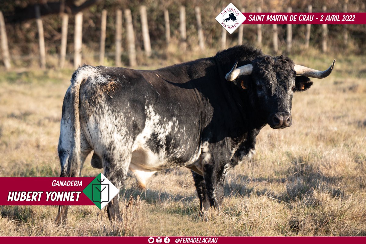 TendidoOnze's tweet photo. #SaintMartindeCrau 🇫🇷 | Toro n°760 de la ganadería Hubert Yonnet para la corrida concurso de Saint Martin de Crau. Será lidiado por Maxime Solera.

📸 @Justine_Messina https://t.co/eP7HTyayVc