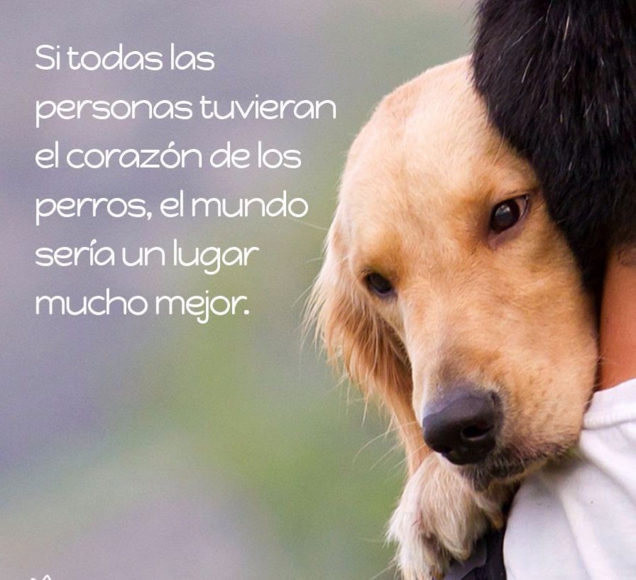 pmarzo1's tweet photo. ❤🦮 MIS GRANDES AMIGOS, 
🦮MIS GRANDES AMORES, 
🦮MIS GRANDES COMPAÑEROS, 
🦮MIS CUIDADORES....
!!! GRACIAS POR COMPARTIR MI VIDA, POR HACÉRMELA FELIZ!!! https://t.co/5EeNSigBMN