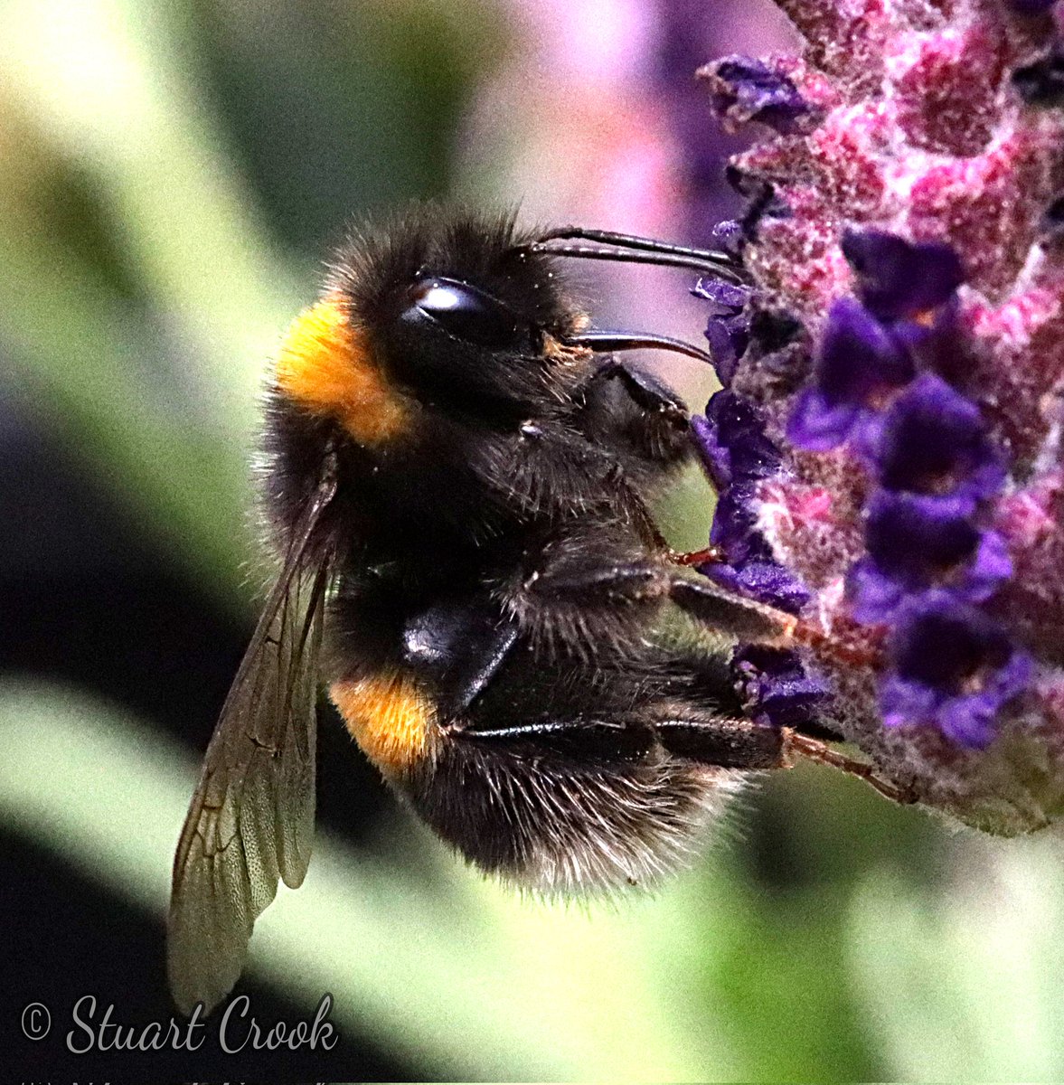 Stu_art_Fotofun's tweet photo. One of my attempted macro shots from last summer. I love bees ❤ #naturephotography #wildlife #Canonphotography  #wildlifephotography #TwitterWildlifePhotography #TwitterNatureCommunity https://t.co/L8eQYU6zPt
