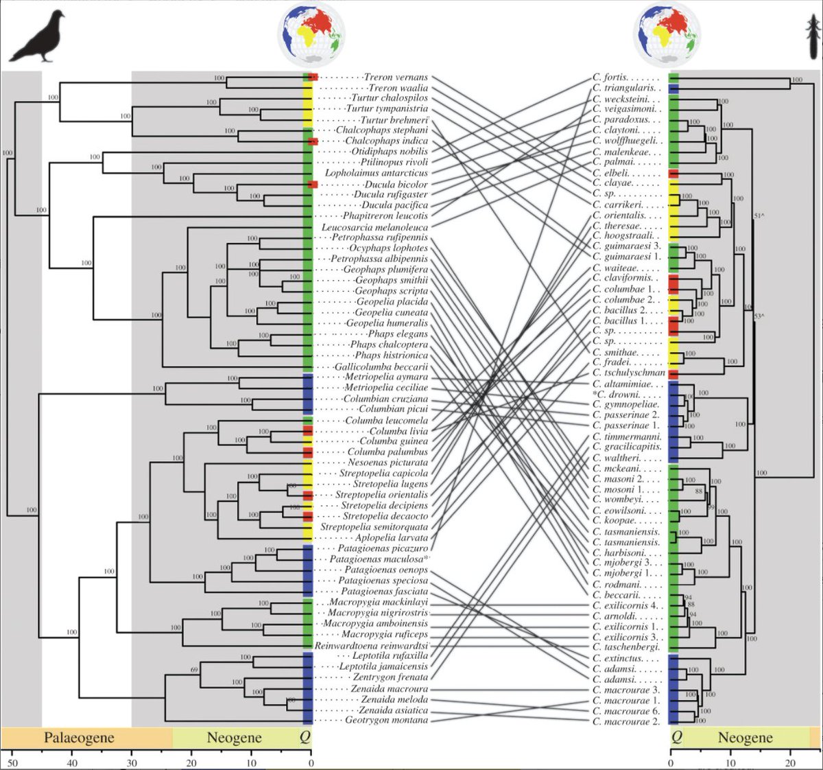 rmwaterhouse's tweet photo. Long-distance dispersal 🗺️ by doves &amp; pigeons 🕊️ central to wing lice ectoparasite diversification: provided new ecological opportunities for speciation after host-switching https://t.co/Q4JPcKMU9B #genome #phylogenomics #evolution #BioGeoBEARS #phylogeny #ecology @RSocPublishing https://t.co/yR8zxRn6vq