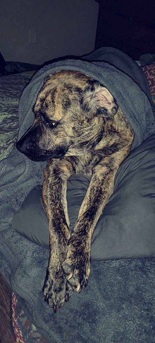 I do my ear toss, check my nails!!
Tell me how you feeling? 😁
#dogsoftwitter #DOGO #boopmynose