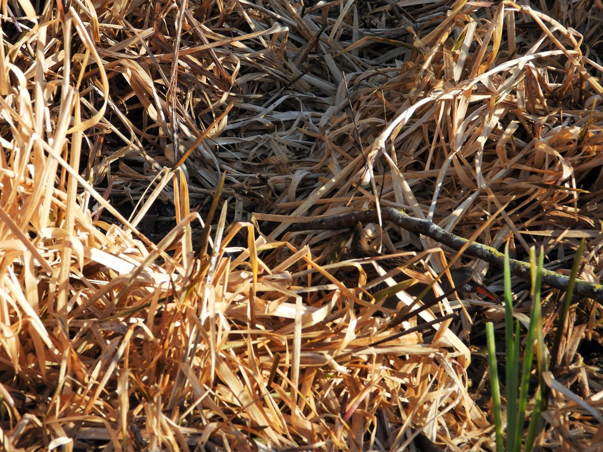 BirdCamBot's tweet photo. Spotting the elusive water rail, a true to life representation 🔎
#TwitterNatureCommunity #birdwatching #birds #naturescot @Natures_Voice @Britnatureguide @AvianMugshots @wildlife_uk #BirdsSeenIn2022 @TheIneptBirder https://t.co/VwmxTUf7SE