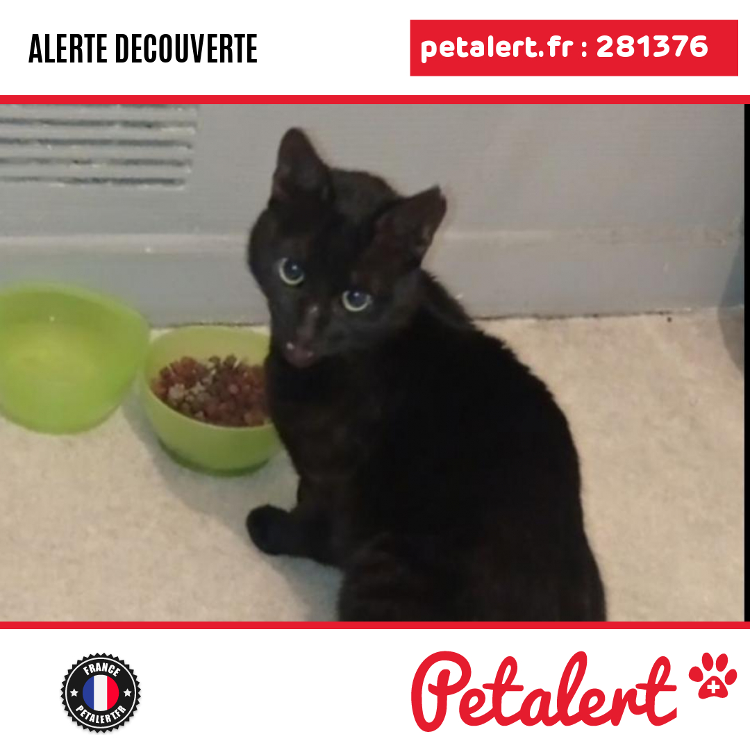 petalert_france's tweet photo. Trouvé #Chat #MaineEtLoire #Avrille #Petalert #PetAlert49 / https://t.co/363SVySS2C https://t.co/0tzyrS88we