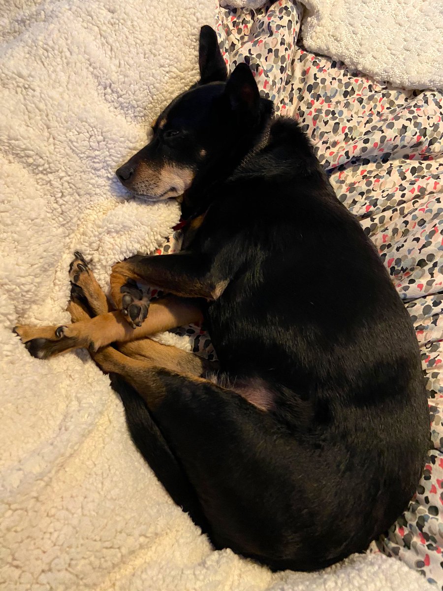 ProducerMelissa's tweet photo. Meet Han, my smooshball of love, partner in laziness and the reason why I never get anything accomplished before work 😍😍😍 #dogmom #muttlife https://t.co/Fv980wWdKX