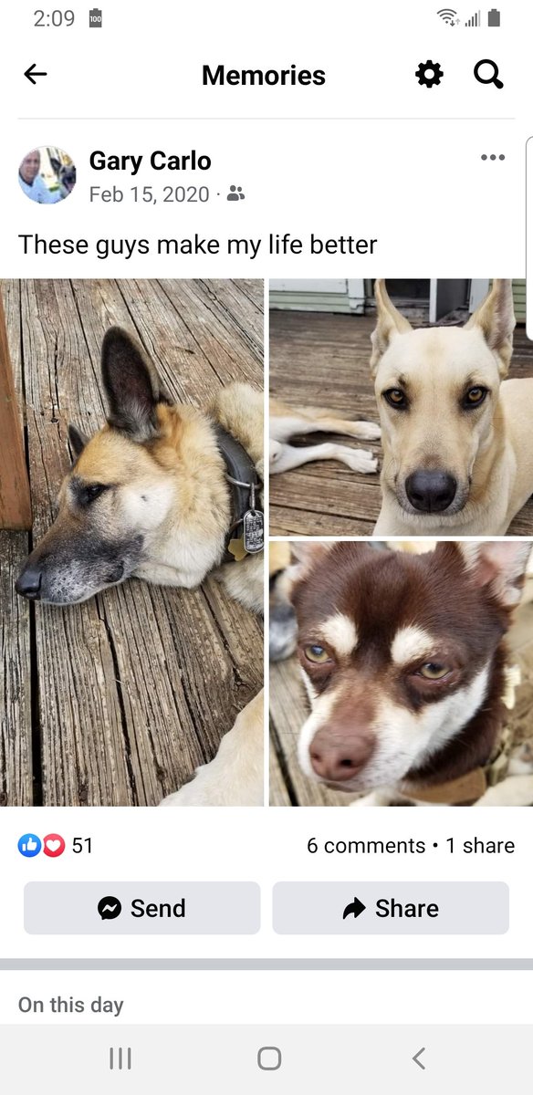 GaryACarlo's tweet photo. #AllDogsAreBeautiful 
Show us yours https://t.co/z8DsGBcgWJ