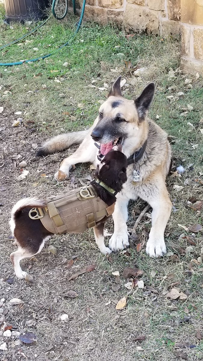 GaryACarlo's tweet photo. #AllDogsAreBeautiful 
Show us yours https://t.co/z8DsGBcgWJ