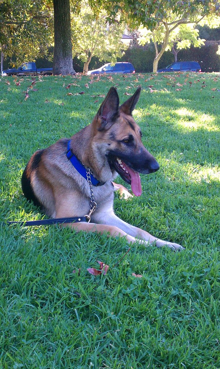 GaryACarlo's tweet photo. #AllDogsAreBeautiful 
Show us yours https://t.co/z8DsGBcgWJ