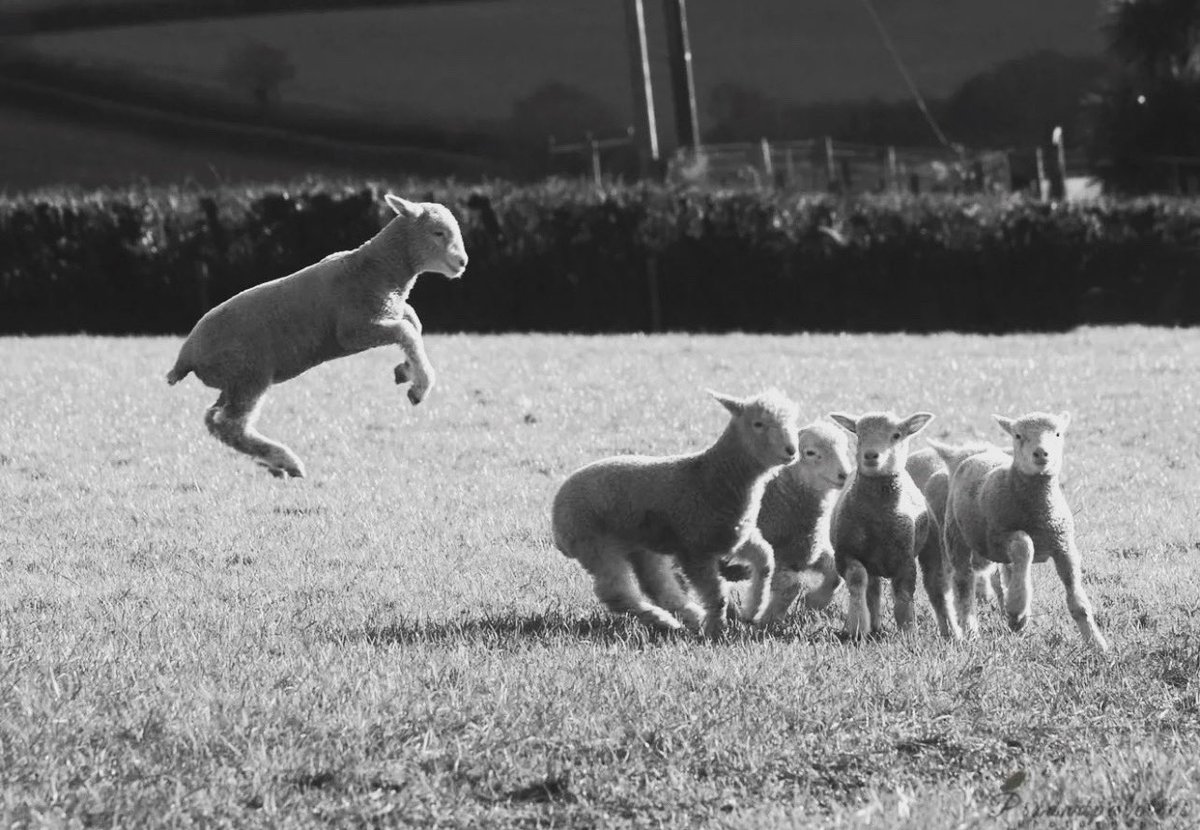 We’ve been using wool to make floor coverings for hundreds, if not thousands of years, ever since we first discovered how to shear soft, fluffy wool from sheep herds. 
Carpet wool can be found on sheep breeds located in Britain and New Zealand.  Wool carpet question? Just ask…