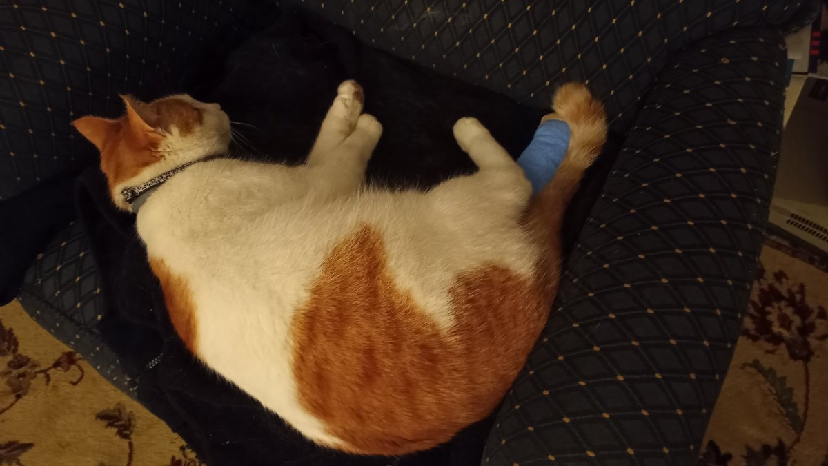 davemassung's tweet photo. @rossgrady @ElizBRead But suffice to say the whole thing was rather traumatizing for everyone there! Here's a photo of that little budster taking a nap on the couch after his ordeal https://t.co/LTZnUOg6jw
